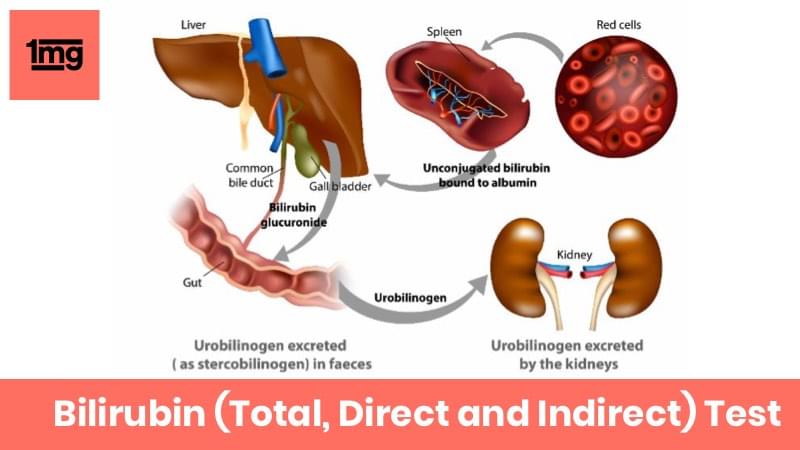 Bilirubin Total Direct And Indirect Purpose And Normal Range Of Results 1mg 8434