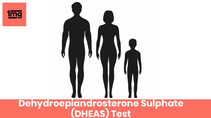 Dehydroepiandrosterone Sulphate