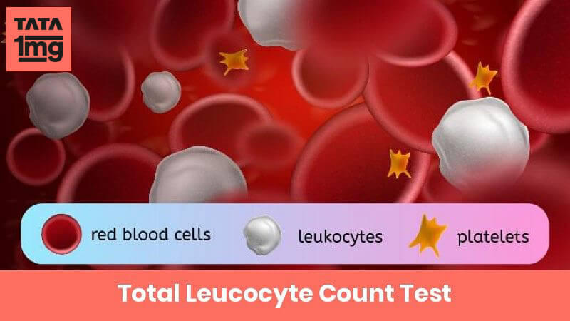 Total Leucocyte Count (TLC): Purpose & Normal Range of Results | 1mg