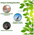 Jeevan Sanjeevani Adam's Diet Men's Vitality Enhancer Tablet thumbnail