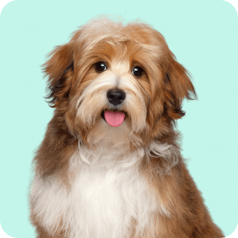 Pet Care : Buy Pet Care Products Online in India | 1mg
