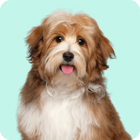 Pet Care : Buy Pet Care Products Online in India | 1mg Pet Care : Buy Pet Care Products Online in India | 1mg