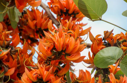 Palash Tree Butea monosperma Health Benefits and Medicinal Uses