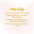 Tribe Kombucha Combo Pack of Probiotic Sparkling Super Drink Ginerade & Hibis-Kiss (250ml Each) thumbnail
