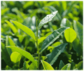 Minature Matcha Green Tea thumbnail