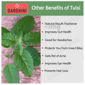 Darshini Tulsi / Tulsi Leaf | Holy Basil | Ocimum Sanctum thumbnail