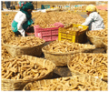 Amalfarm Waigaon Halad Turmeric Powder thumbnail