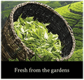 Sunby Darjelling Tulsi Green Leaf (2gm Each) Tea Bag thumbnail