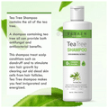 Sevaen Professional Combo Pack of Tea Tree Shampoo 250ml and Onion Hair Growth Oil 100ml thumbnail
