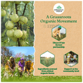Organic India Tulsi Mulethi Green Tea thumbnail
