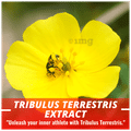 Humming Herbs Siberian Ginseng Capsule thumbnail