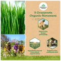 Organic India Wheat Grass Powder | Supports Energy & Immunity thumbnail