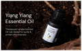 Puraroma Ylang Ylang Essential Oil thumbnail