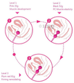 Isha Surgical Kegel Ball for Pelvic Toner (60gm) Pink thumbnail