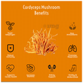 Rooted Active Naturals Cordyceps Militaris Mushroom thumbnail