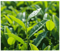 Minature Matcha Green Tea thumbnail