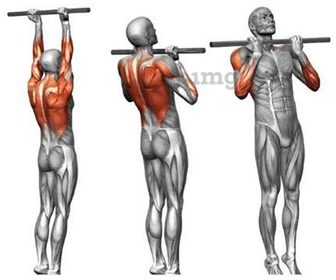 Chain hanging hotsell pull up bar
