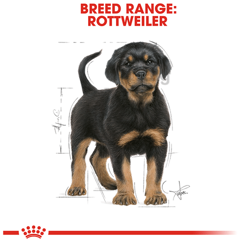 Royal Canin Rottweiler Pet Food Puppy Buy packet of 3.0 kg Pet