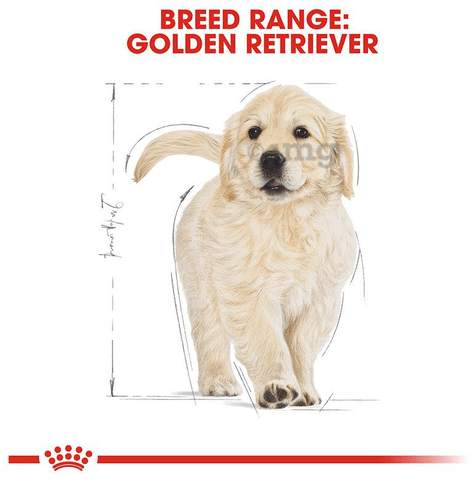 Golden retriever price in bilaspur top