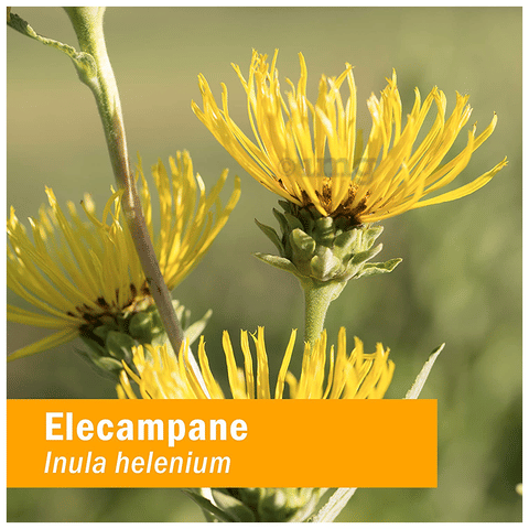 Herb Pharm Elecampane Liquid Extract image