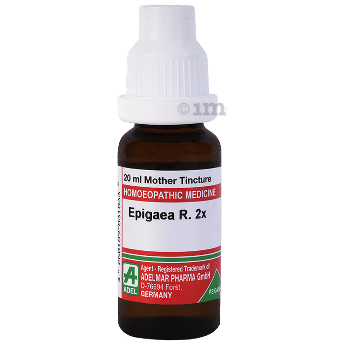 ADEL Epigaea R Mother Tincture 2X