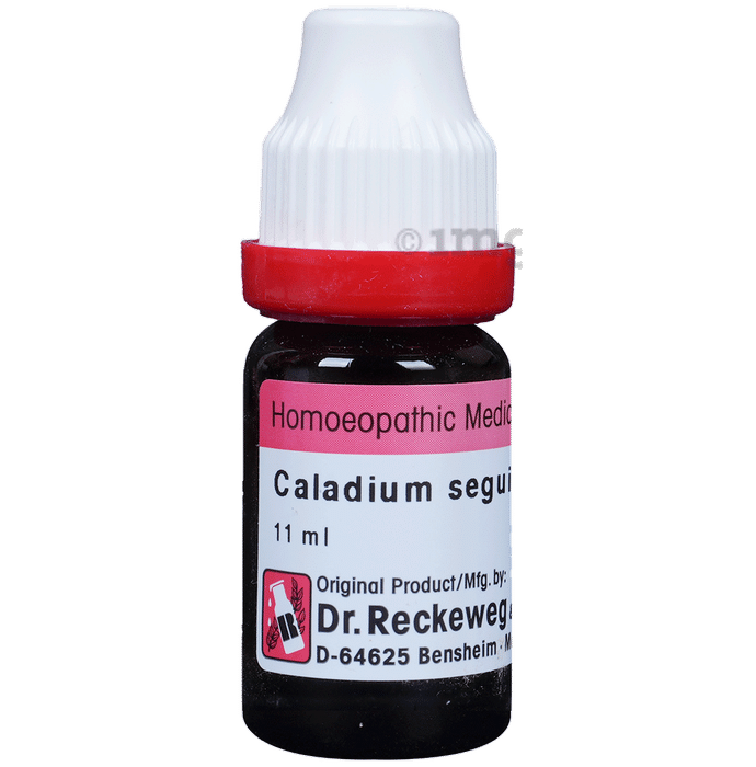 Dr. Reckeweg Caladium Seg Dilution 200 CH