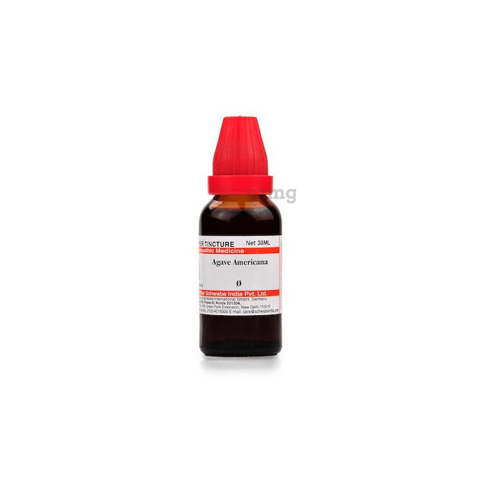 Dr Willmar Schwabe India Agave Americana Mother Tincture Q