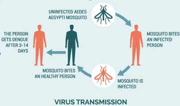 causes of dengue